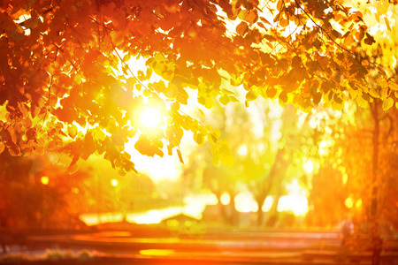 阳光透过秋天的树叶图片