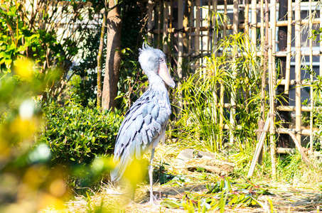 Balaeniceps 雷克斯在日本上野动物园，东京，旅游