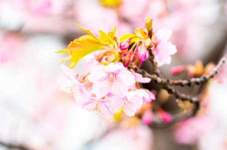 樱花樱花