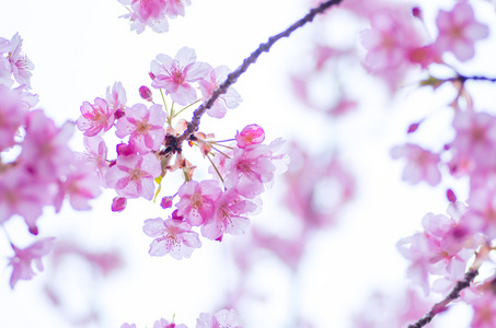 樱花樱花