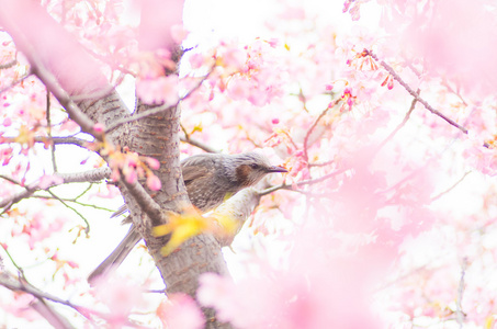 樱花樱花