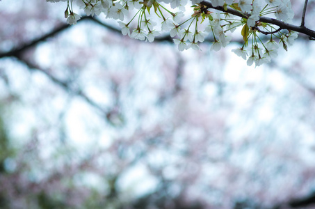 樱花樱花