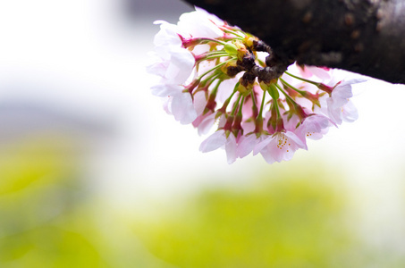 樱花樱花