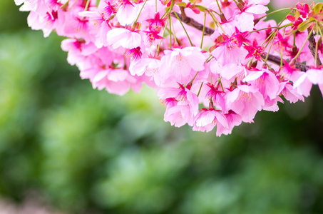 樱花樱花