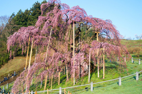 日本樱花樱花，福岛 州 日本旅游