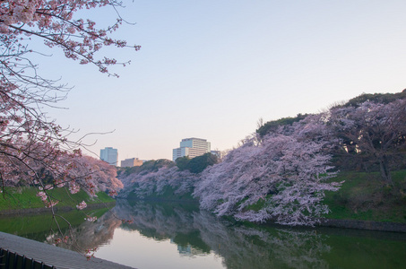 Chidorigafuchi 樱桃花开了，东京 州 日本旅游