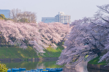 Chidorigafuchi 樱桃花开了，东京 州 日本旅游