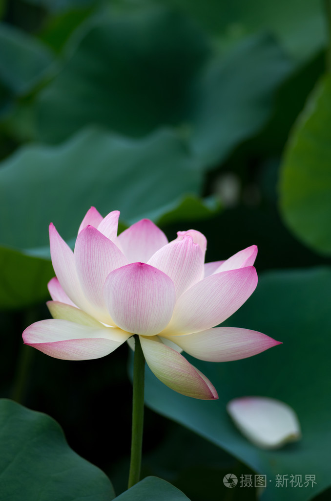 一朵美丽的莲花