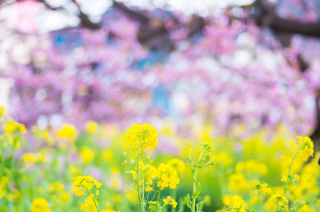 樱花樱花