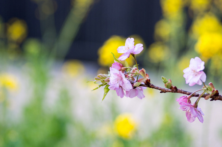 樱花樱花