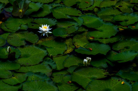 一朵美丽的水百合花