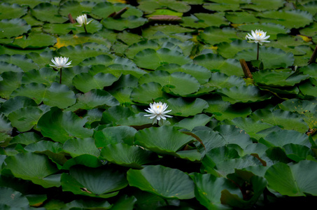 一朵美丽的水百合花