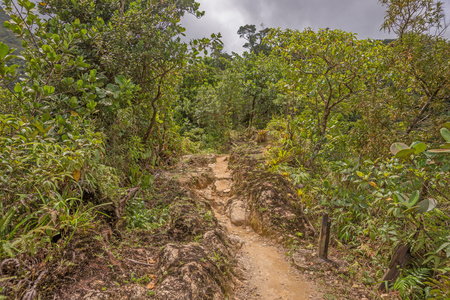 在多米尼克的热带雨林中徒步旅行