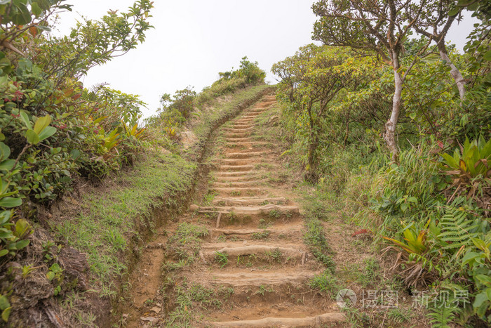 在多米尼克的热带雨林中徒步旅行