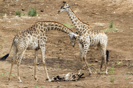 长颈鹿在克鲁格国家公园