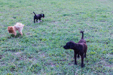 黑色流浪狗在草坪上与边缘狗