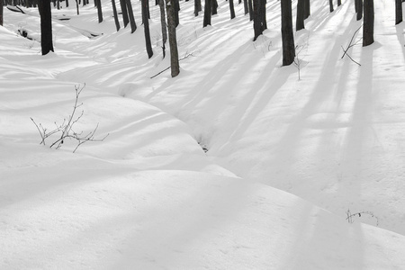 冬天的森林与光秃秃的树木和被雪覆盖的小山