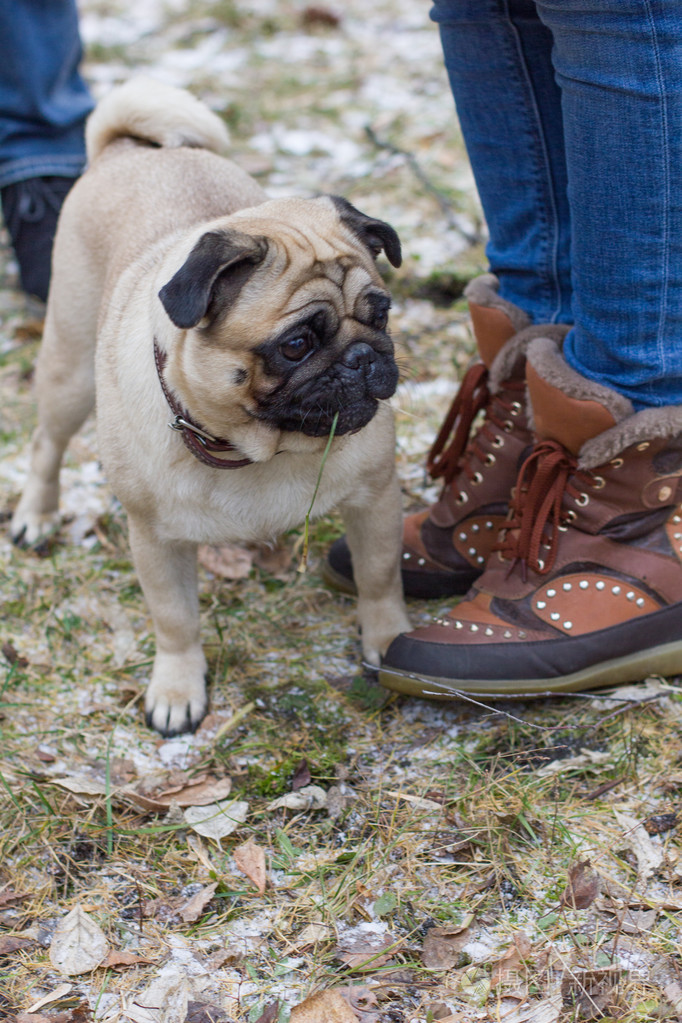 在冬天在街上遛狗