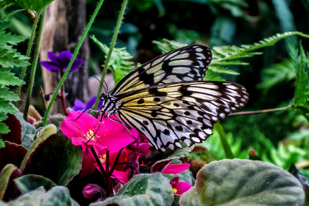 蝴蝶在一朵花圣保利亚