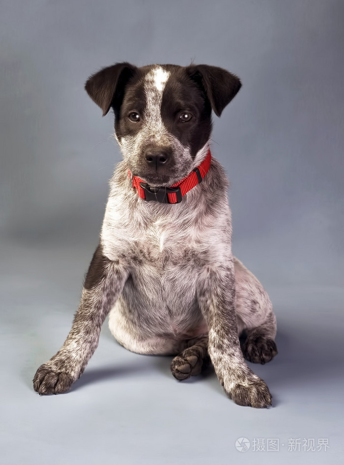 可爱的蓝牧牛犬小狗