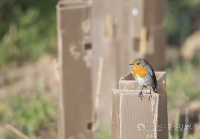 erithacus rubecula 罗宾