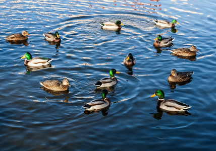绿头鸭鸭子在池塘里游泳