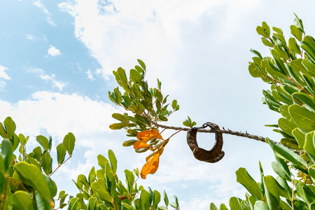 胡萝卜树-自然-以色列照片