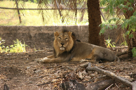 公狮子在动物园里放松图片