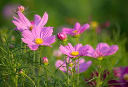 在花园里的波斯菊花海图片