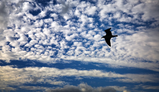 在多云的天空上的海鸥剪影