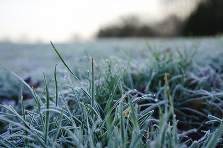 在冬天冻的草