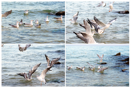 白色的海鸥在海浪中漂泊在晚上