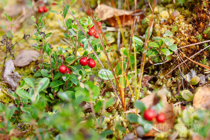 越桔.灌木丛中的成熟森林莓果