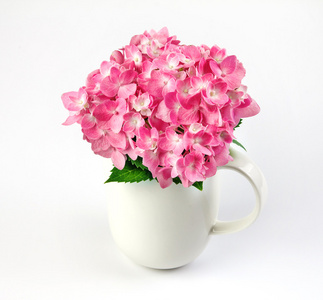 在白色背景上的白色花瓶甜粉红绣球花