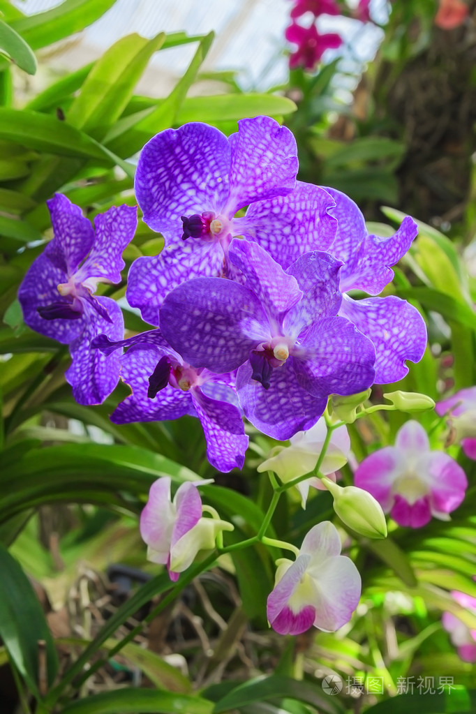 密切了紫色兰花花