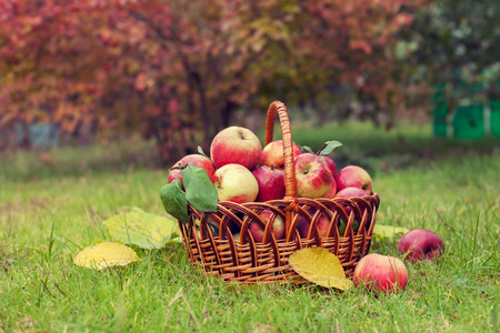 秋天果园草地上有机苹果的篮子