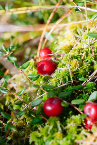 小红莓红色浆果在森林中的自然背景上