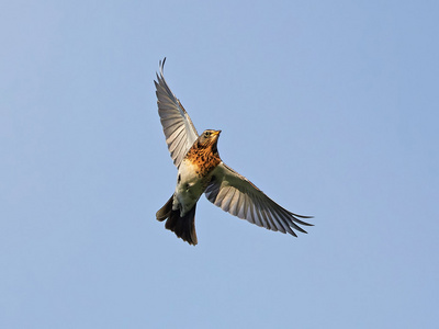 外勤Turdus Pilaris