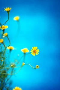 在蓝色背景上的小漂亮黄雏菊