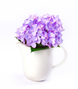 在白色背景上的白色花瓶甜蓝色绣球花