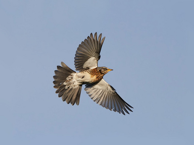 外勤Turdus Pilaris