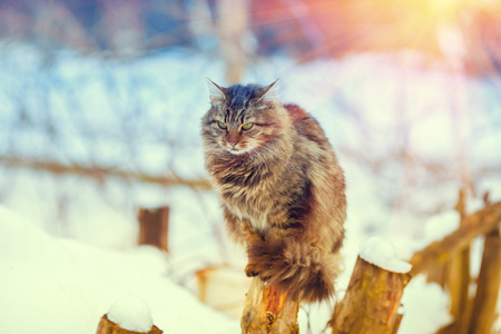 猫坐在一根木柱子上