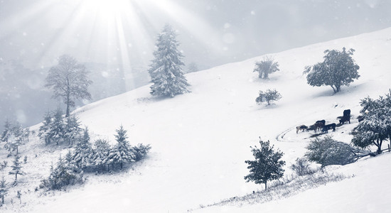 美丽的冬天风景与雪覆盖的树木