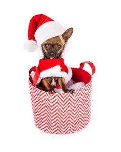 圣诞老人在篮子里的小狗