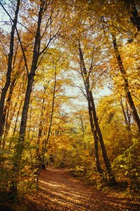 秋天的树林的集合。秋季景观