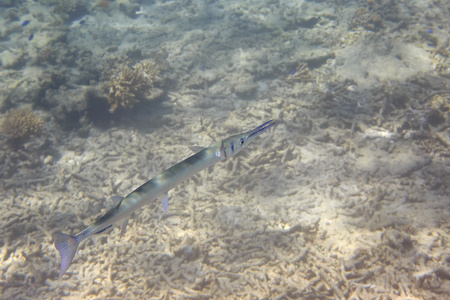 Garfish 或海针