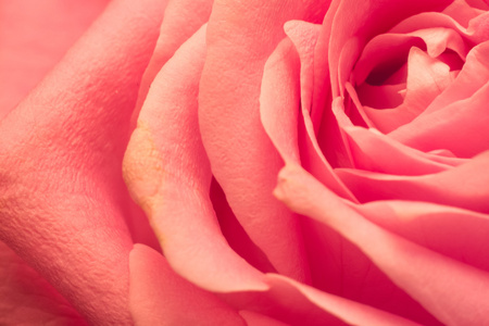 粉红玫瑰宏的花瓣