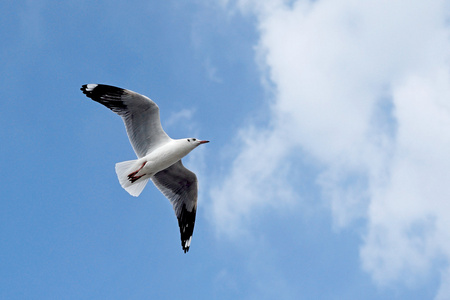 飞翔的海鸥鸟图片