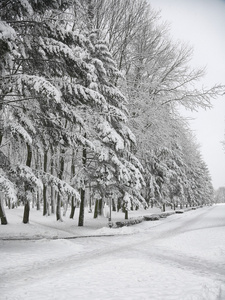 白雪覆盖的树木，在城市公园