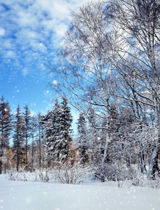 美丽的冬天风景与雪覆盖的树木